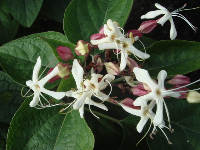 Clerodendron trichotomum fleur